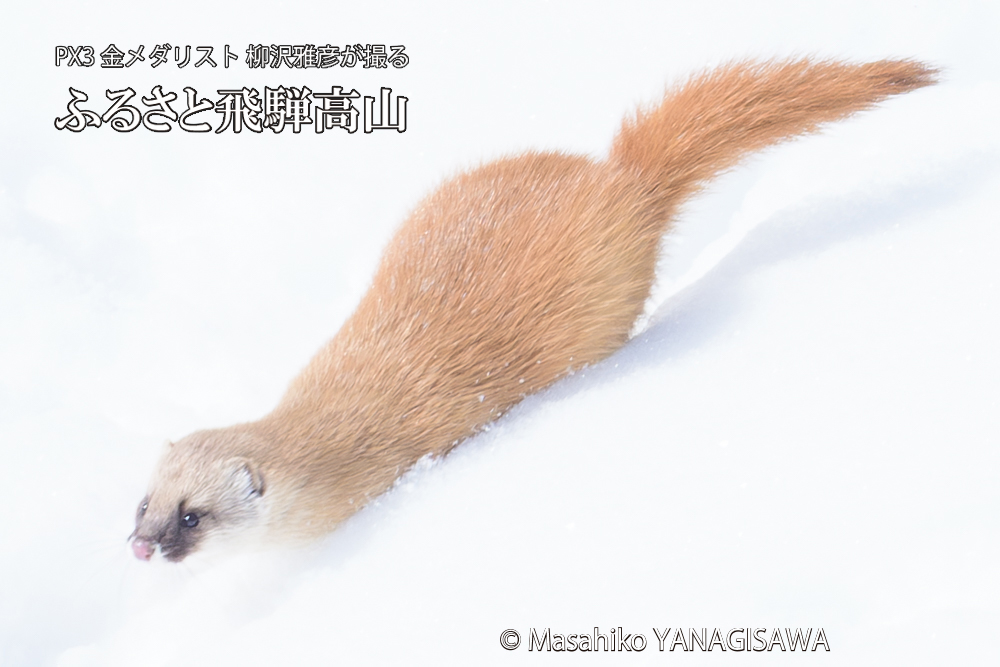 飛騨高山の雪原を跳ねるイタチの写真です。