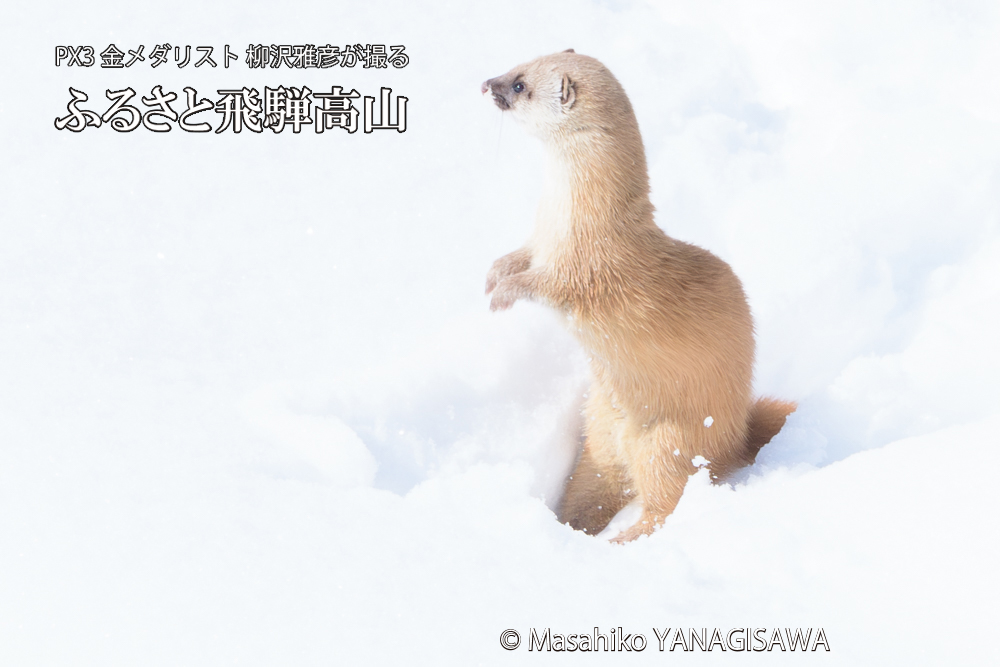 飛騨高山の雪原を跳ねるイタチの写真です。