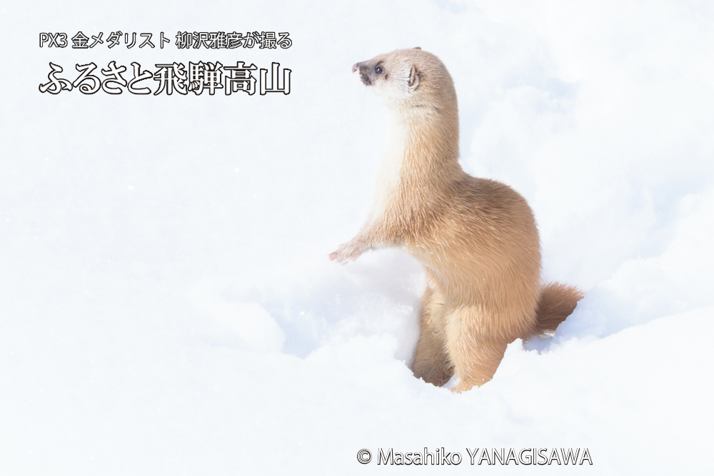 飛騨高山の雪原を跳ねるイタチの写真です。