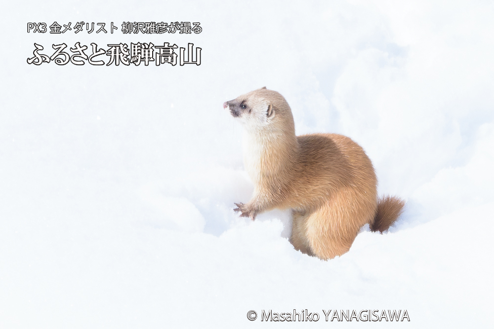 飛騨高山の雪原を跳ねるイタチの写真です。