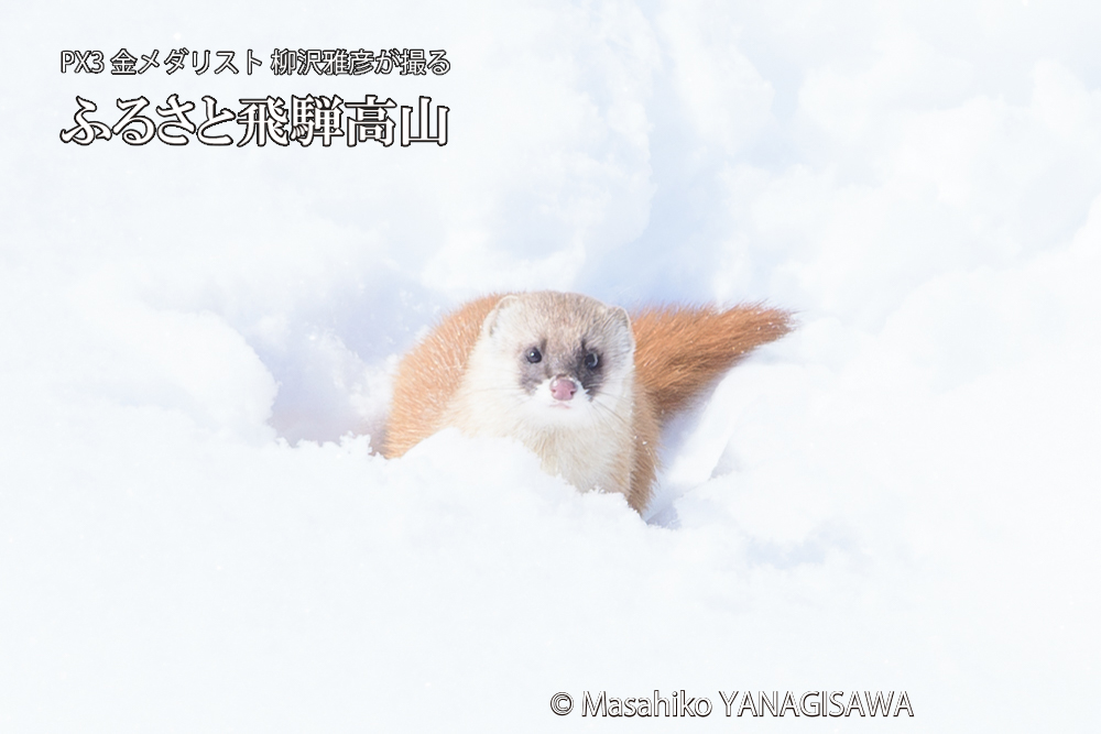 飛騨高山の雪原を跳ねるイタチの写真です。