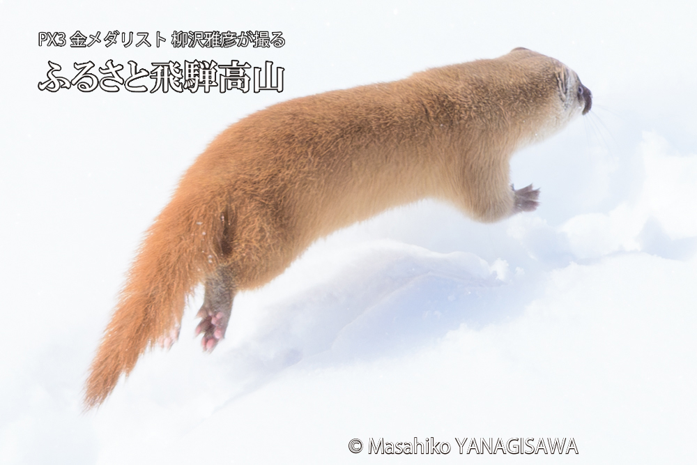 飛騨高山の雪原を跳ねるイタチの写真です。
