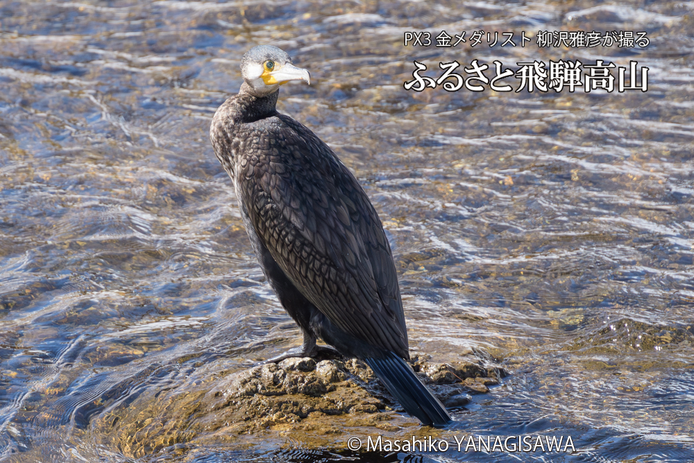 飛騨高山に棲むカワウの写真です。
