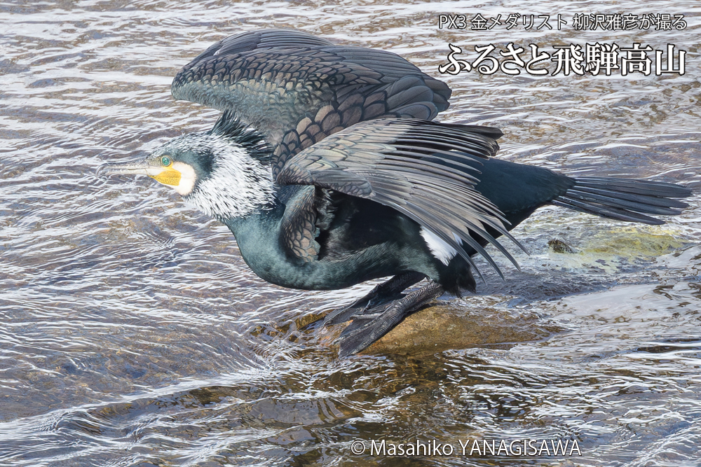 飛騨高山に棲むカワウの写真です。