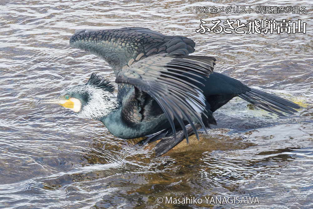 飛騨高山に棲むカワウの写真です。