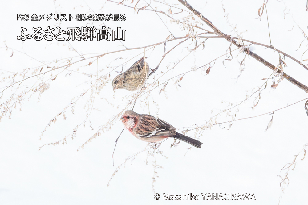 飛騨高山に棲むベニマシコの写真です。