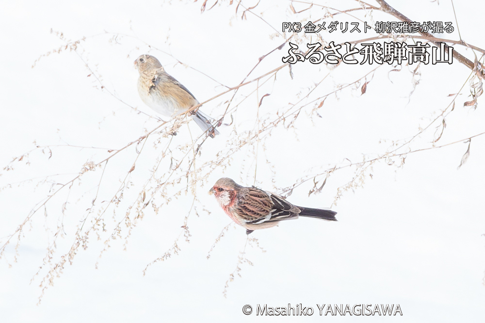 飛騨高山に棲むベニマシコの写真です。