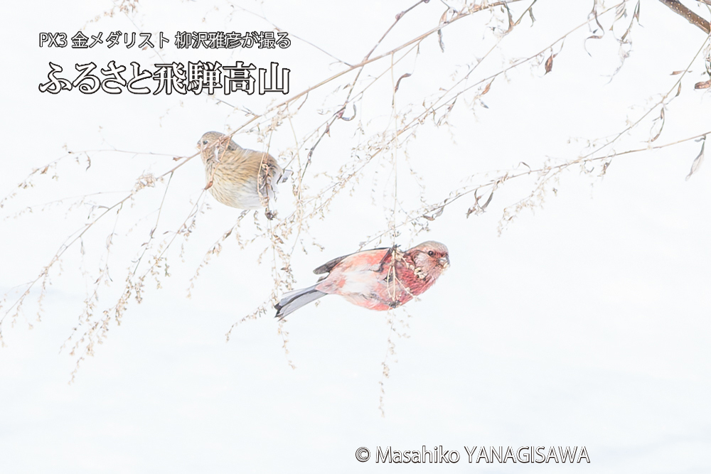 飛騨高山に棲むベニマシコの写真です。