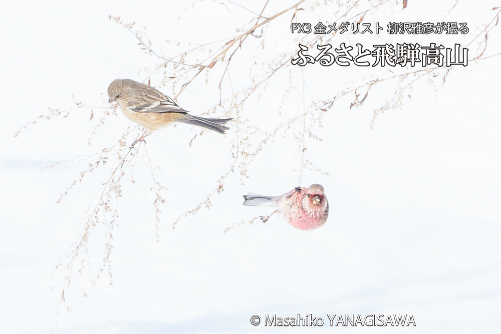 飛騨高山に棲むベニマシコの写真です。