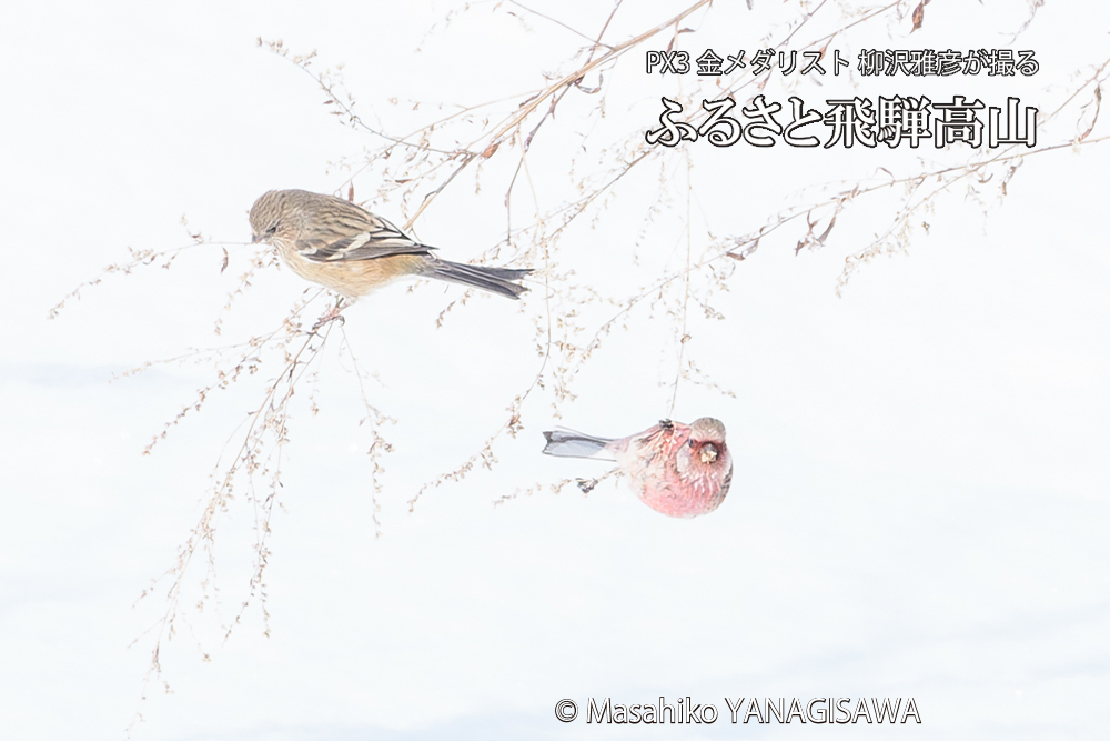 飛騨高山に棲むベニマシコの写真です。