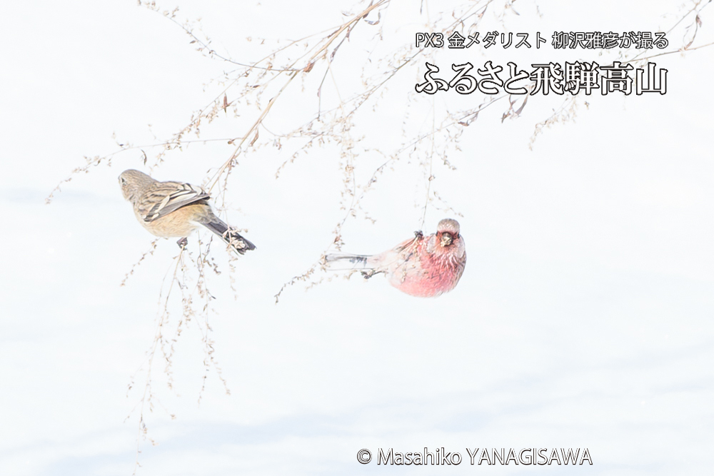 飛騨高山に棲むベニマシコの写真です。