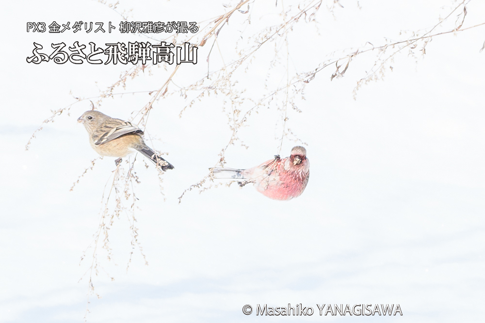 飛騨高山に棲むベニマシコの写真です。