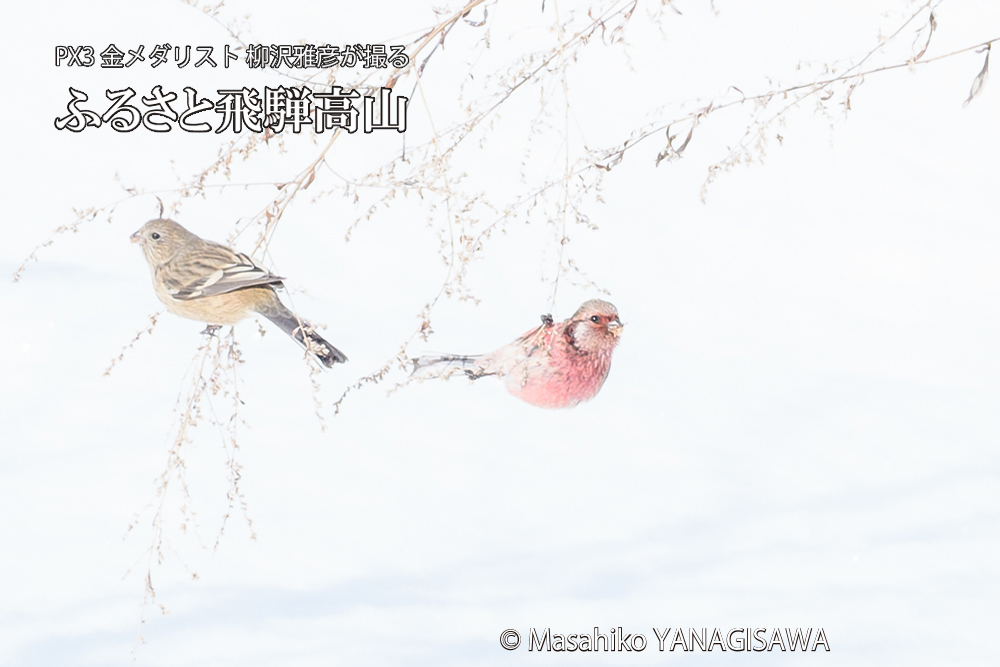 飛騨高山に棲むベニマシコの写真です。