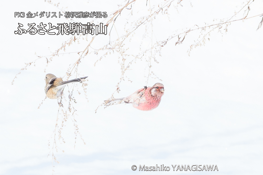 飛騨高山に棲むベニマシコの写真です。