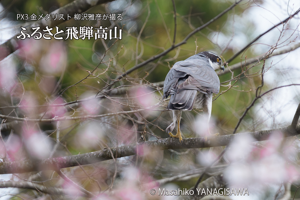 飛騨高山に棲むオオタカの写真です。