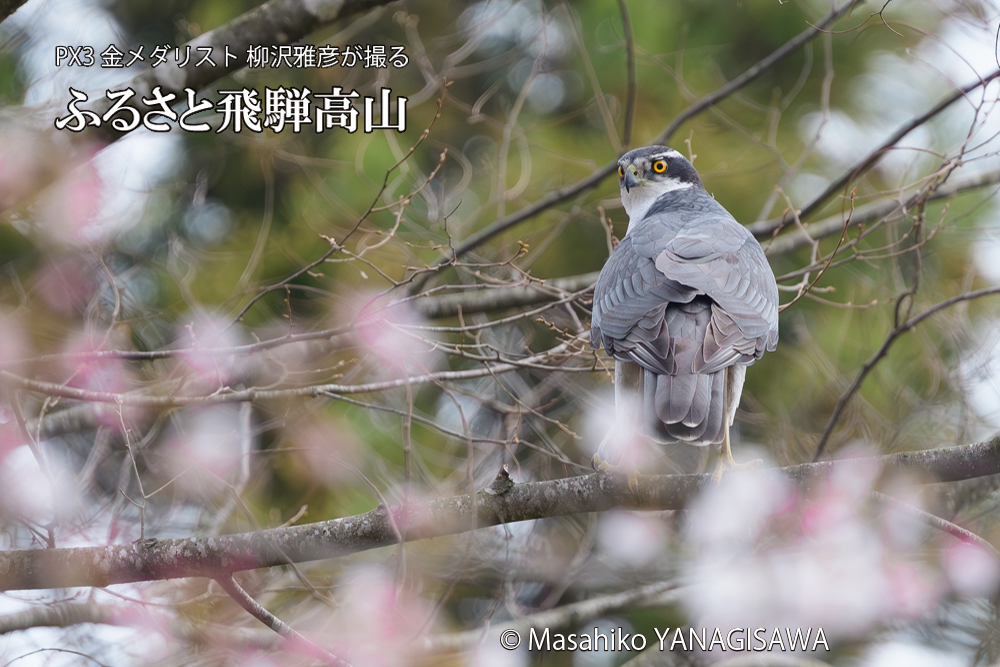 飛騨高山に棲むオオタカの写真です。