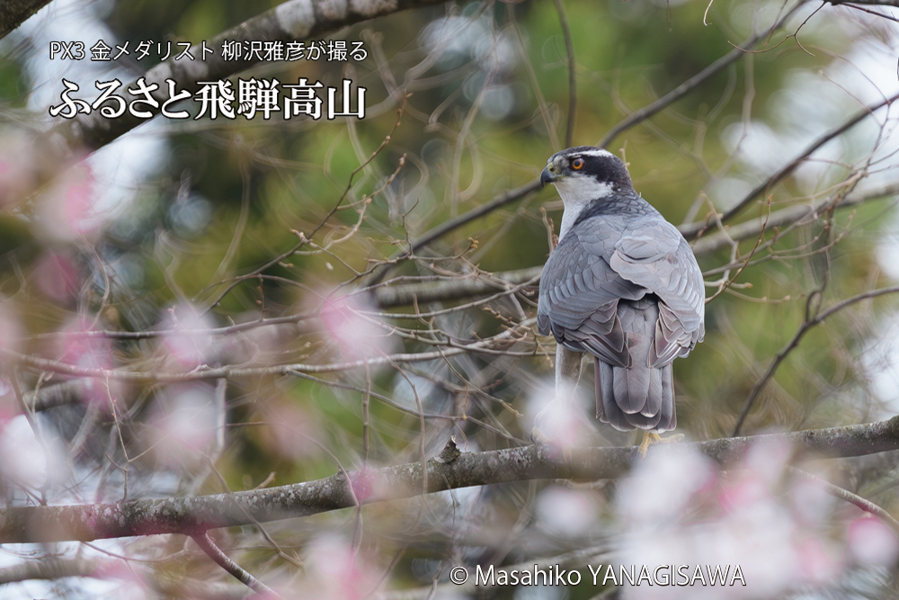 飛騨高山に棲むオオタカの写真です。