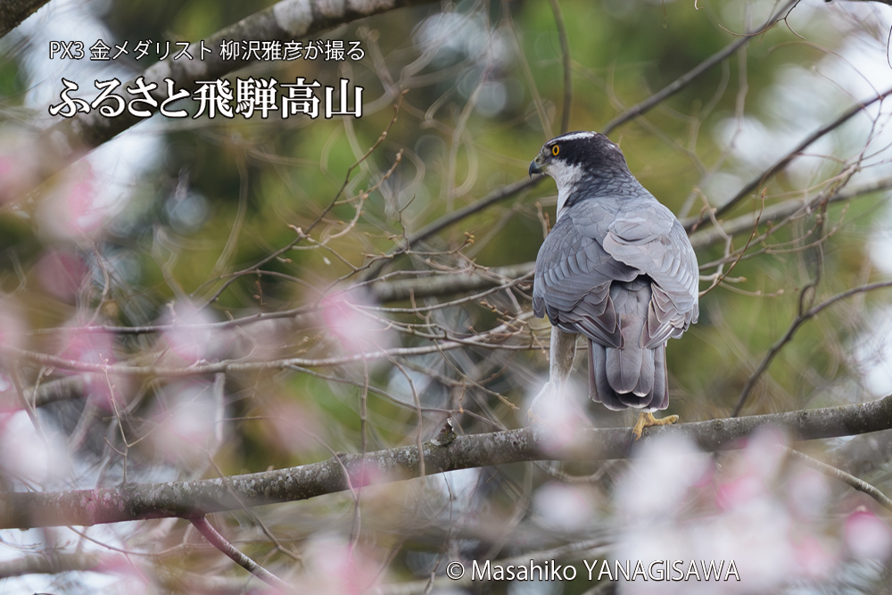 飛騨高山に棲むオオタカの写真です。