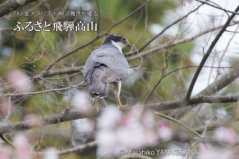 飛騨高山に棲むオオタカの写真です。