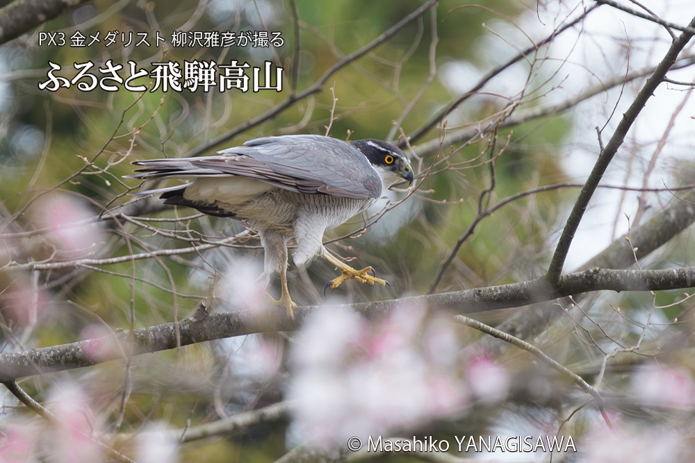 飛騨高山に棲むオオタカの写真です。