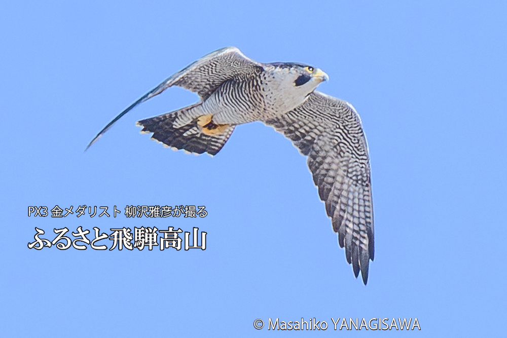 飛騨高山に棲むハヤブサ成鳥の写真です。