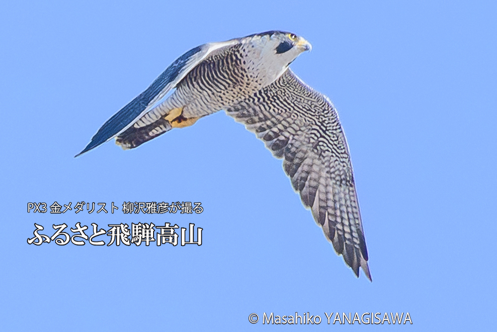 飛騨高山に棲むハヤブサ成鳥の写真です。
