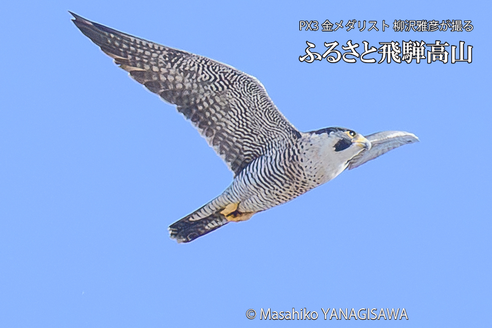 飛騨高山に棲むハヤブサ成鳥の写真です。