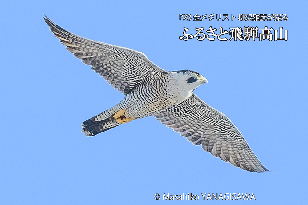 飛騨高山に棲むハヤブサ成鳥の写真です。