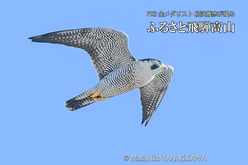 飛騨高山に棲むハヤブサ成鳥の写真です。