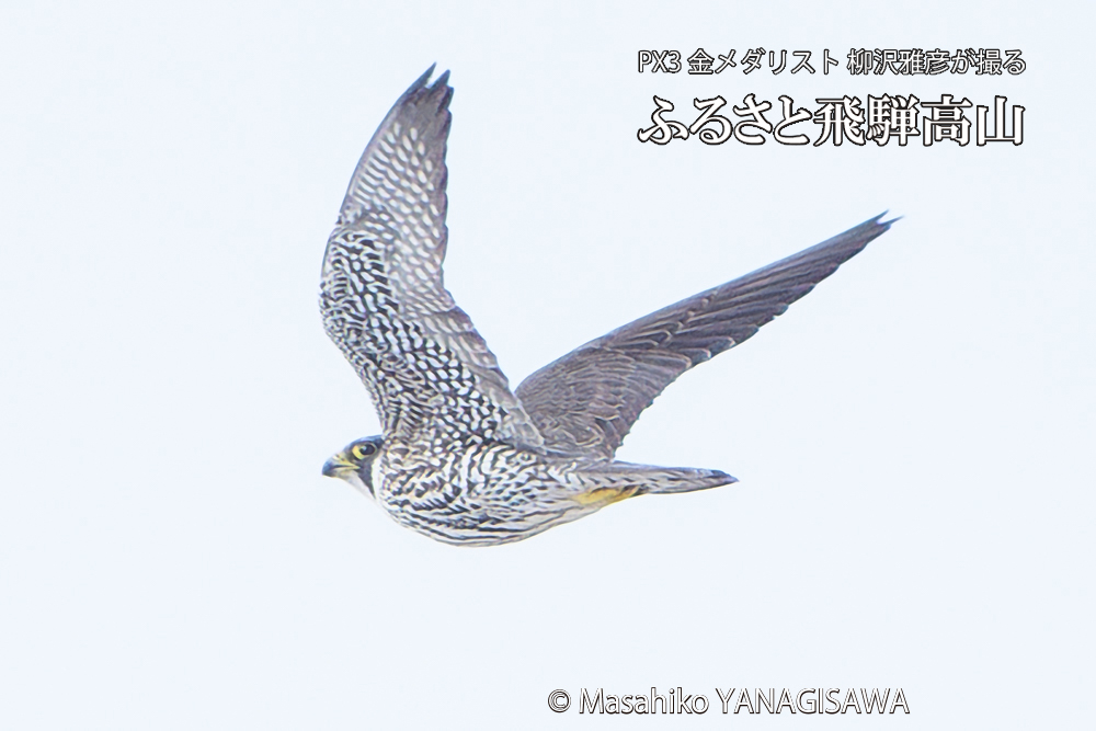 飛騨高山に棲むハヤブサ若鳥の写真です。