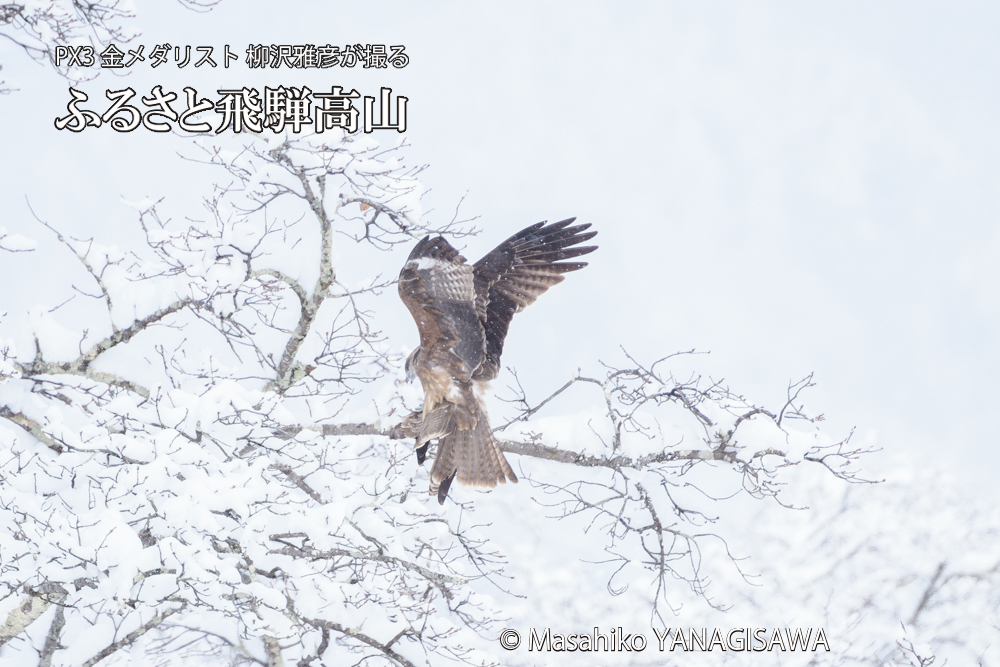 飛騨高山に棲むトビの写真です。