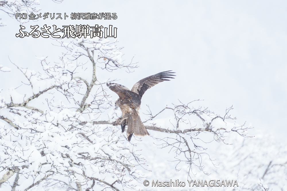 飛騨高山に棲むトビの写真です。