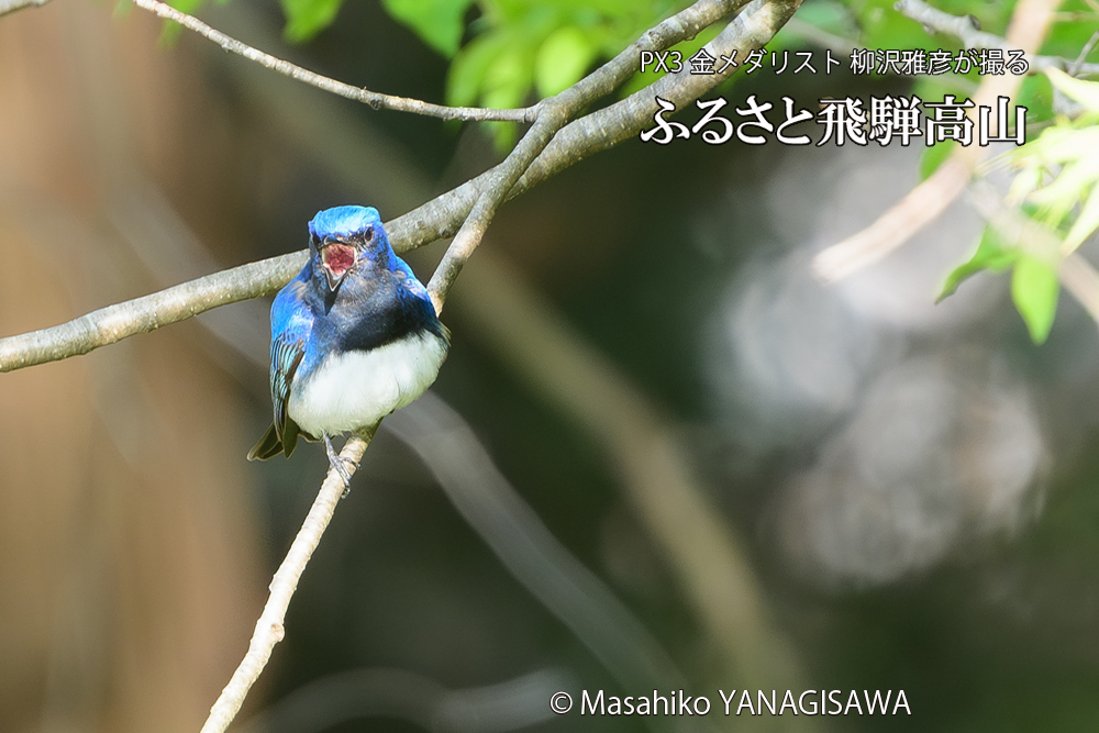 飛騨高山に棲むオオルリの写真です。