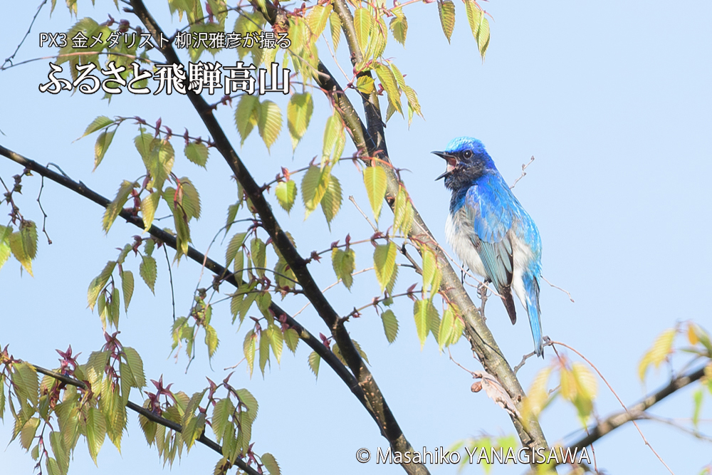 飛騨高山に棲むオオルリの写真です。