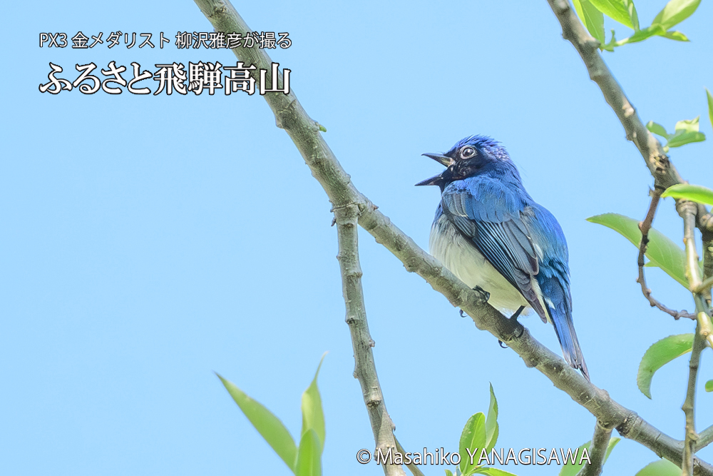 飛騨高山に棲むオオルリの写真です。