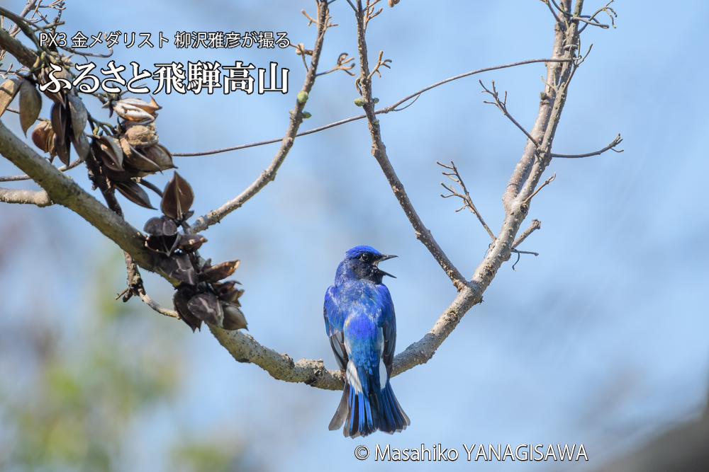 飛騨高山に棲むオオルリの写真です。