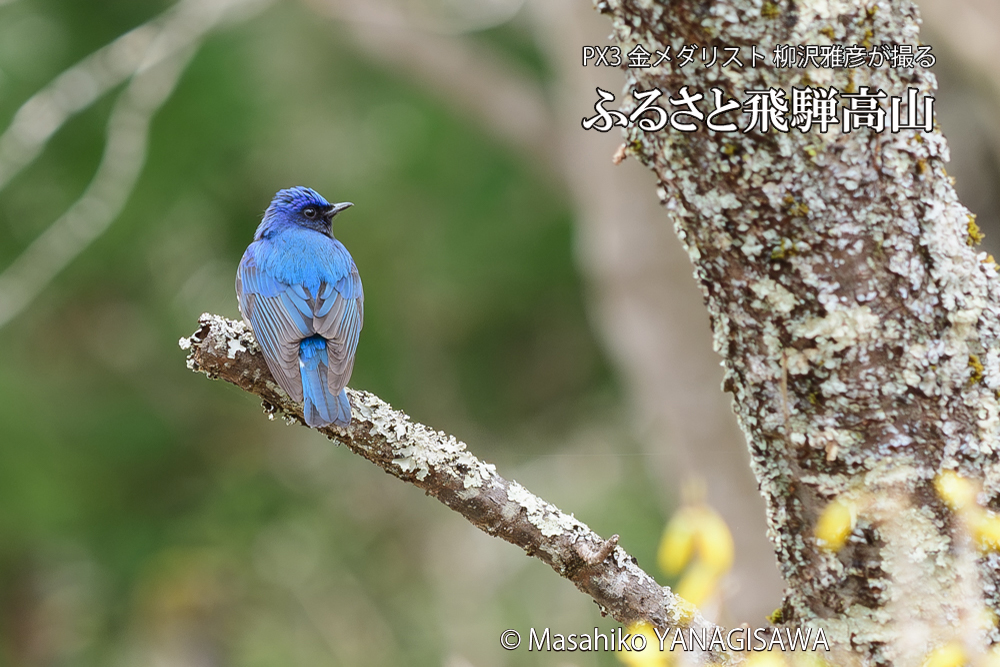 飛騨高山に棲むオオルリの写真です。