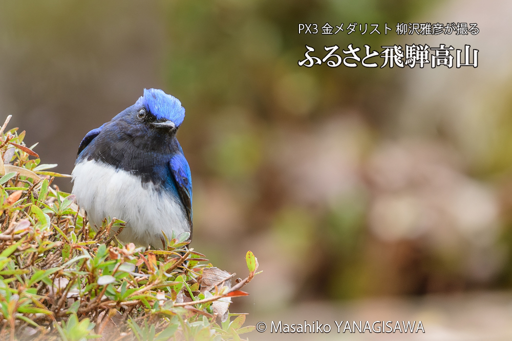 飛騨高山に棲むオオルリの写真です。