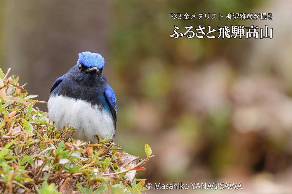飛騨高山に棲むオオルリの写真です。