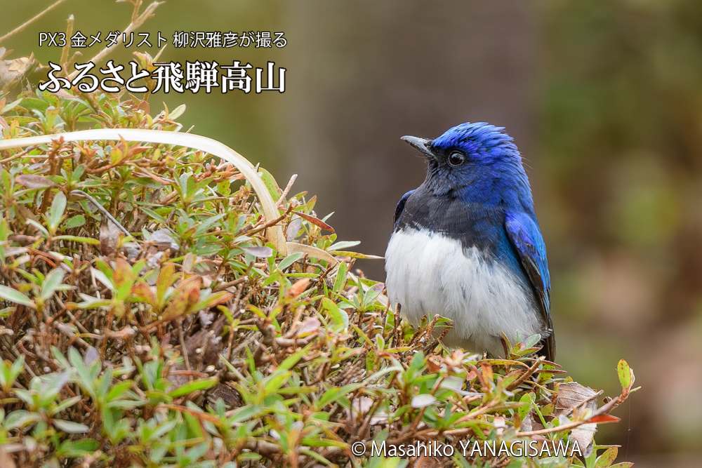 飛騨高山に棲むオオルリの写真です。