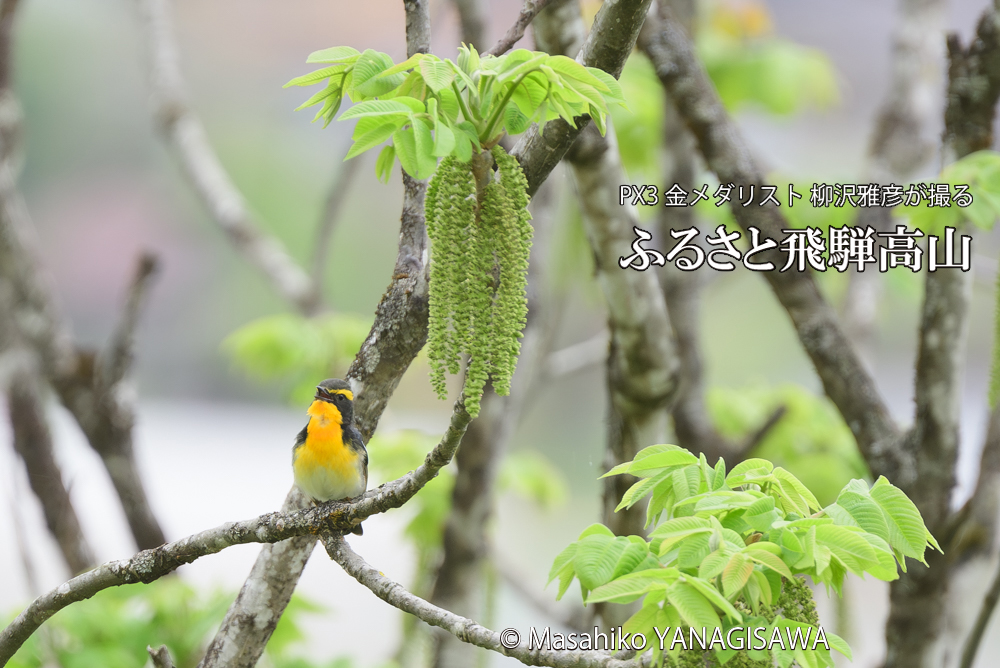 飛騨高山に棲むキビタキの写真です。