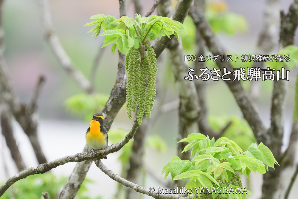 飛騨高山に棲むキビタキの写真です。