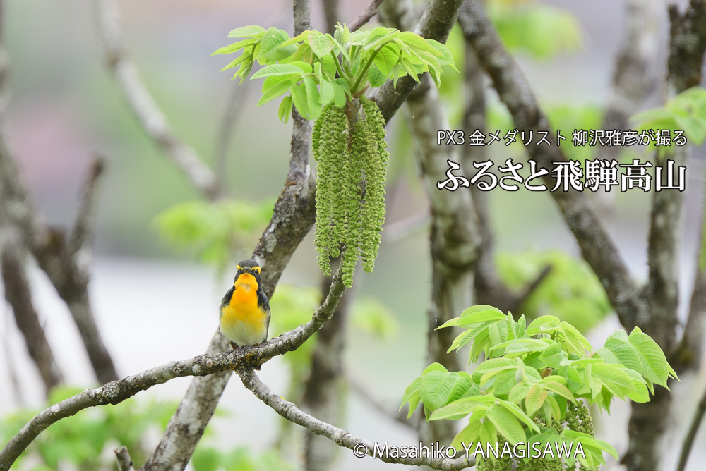 飛騨高山に棲むキビタキの写真です。