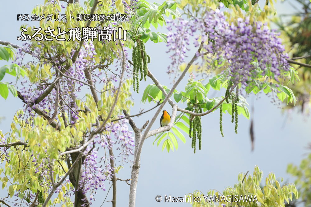 飛騨高山に棲むキビタキの写真です。