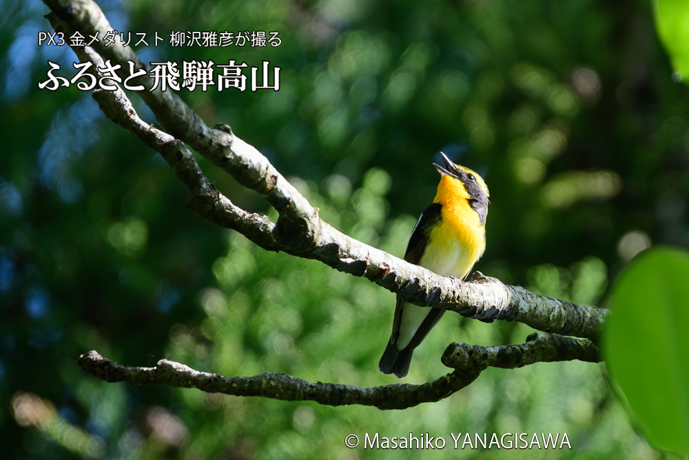 飛騨高山に棲むキビタキの写真です。