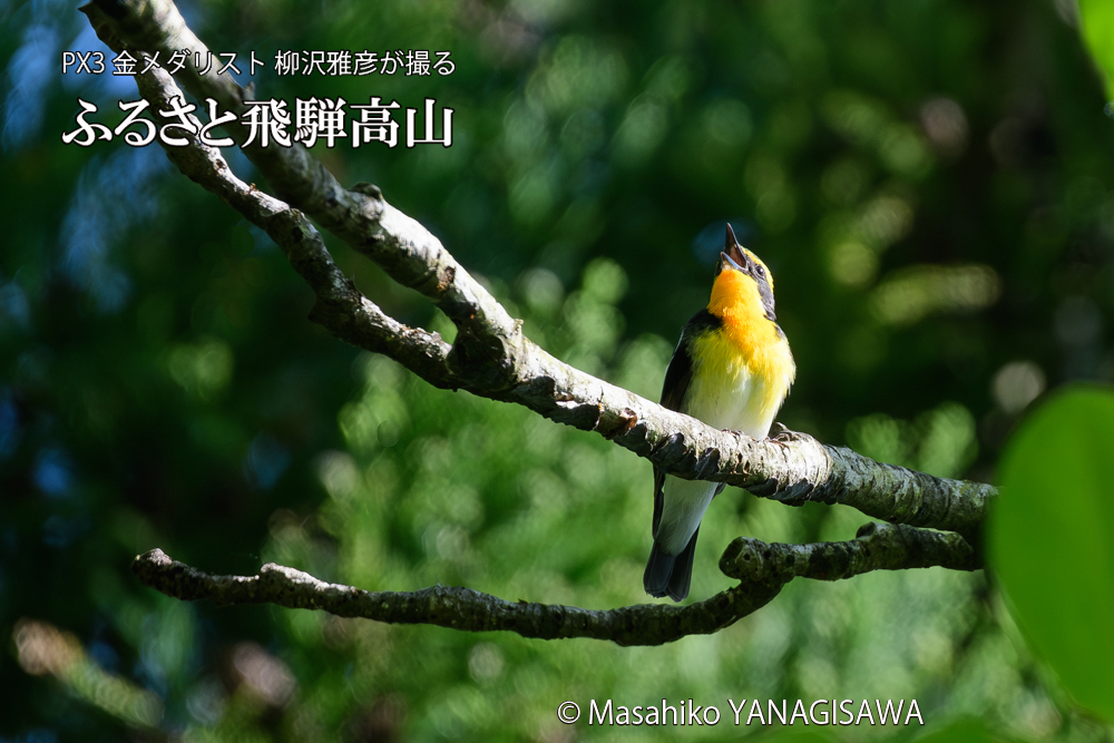 飛騨高山に棲むキビタキの写真です。