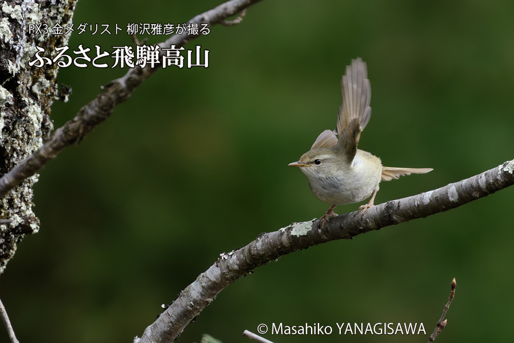 飛騨高山に棲むウグイスの写真です。