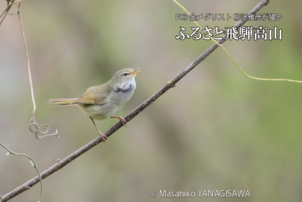 飛騨高山に棲むウグイスの写真です。