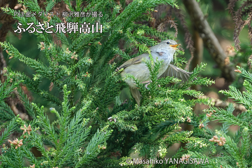 飛騨高山に棲むウグイスの写真です。