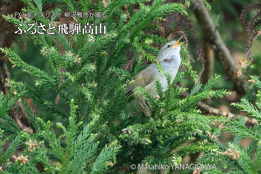 飛騨高山に棲むウグイスの写真です。